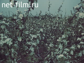 Film Apple trees in bloom.. (1985)