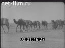 Footage From Niger to Oran. (1920)