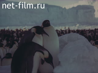 Film The Discovery Of Antarctic. (1985)
