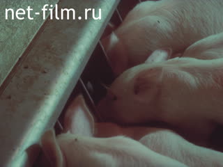 Фильм Механизация свиноферм.. (1984)