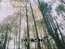 Footage Autumn and winter landscapes. (1980 - 1989)