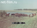 Film The village starts from the outskirts. (1982)