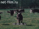 Footage Materials on the film "Where the war ended". (1989)