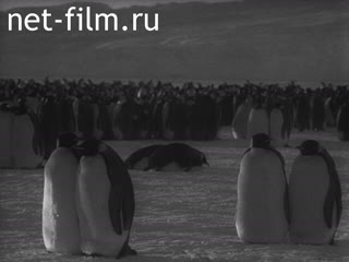 Film The Story about Penguins.. (1958)