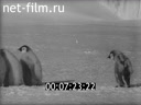 Фильм Повесть о пингвинах.. (1958)