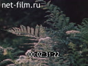 Film The Fern Orlyak.. (1990)