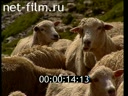 Footage Wool production in the world. (1995)