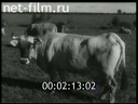 Footage Rehabilitation of agriculture in the USSR. (1943 - 1946)