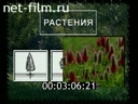 Фильм Это все растения. (2000)