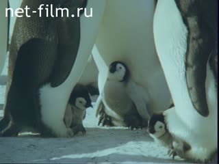 Фильм Аборигены Антарктиды. (1981)