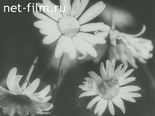 Film In the world of insects. (1936)