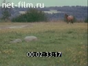 Film In Tver edge roads Pushkin. (1977)