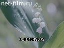 Film Nature Urals. (1983)