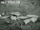 Фильм Интервью об одном заболевании (описторхоз). (1985)