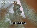 Фильм Поклонение (Этюд о П. Бажове). (1977)
