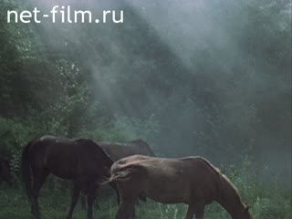 Film By equestrian trails.. (1985)