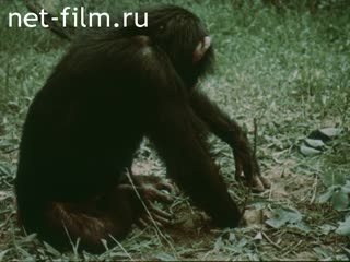 Film Zookonferentsiya on Disarmament.. (1991)