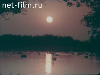 Фильм Охота без выстрела.. (1980)
