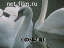 Film Moscow spring.. (1983)