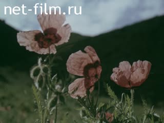 Film Light mountain stream. (1988)