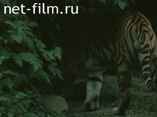 Film Encyclopedia of the USSR. Forest. (1986)