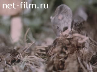 Film Forest Fever (careful, rodents). (1989)