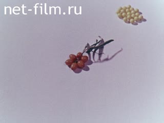 Film Siberian Balm. (1968)