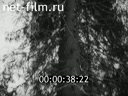 Фильм Работая в лесу. (1981)