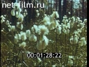 Film Karelia.
Fantasy - impromptu. (1989)