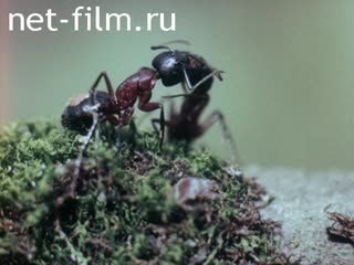Film Ant red dot.. (1979)