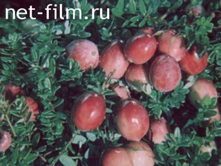 Film What he - mushroom rain?. (1986)