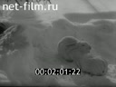 Footage Friendship of puppies and rabbit. (1970 - 1979)