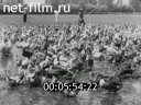 Newsreel Giornale Luce 1942 № 284