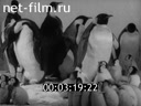 Newsreel Science and technology 1970 № 4