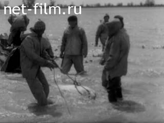 Film Astrakhan chronicle.House order. (1992)