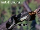 Newsreel Volga lights 2001 № 5 Voice of fire and water