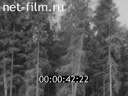 Фильм Безопасная техника на лесозаготовках. (1983)