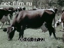 Фильм Тагильская порода крупного рогатого скота. (1974)