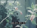 Footage Flowers. (1975 - 1985)