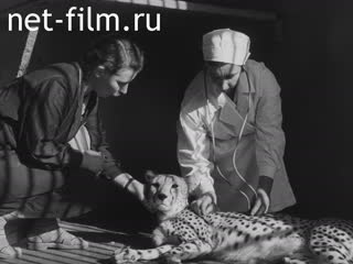 Киножурнал Ленинградская кинохроника 1967 № 25