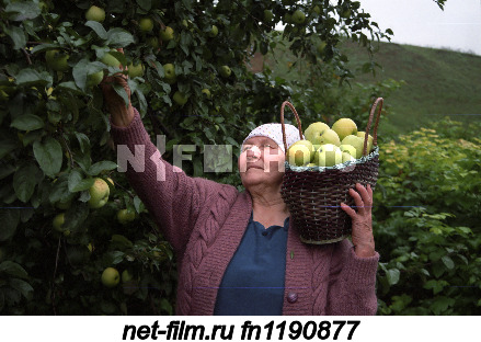 Жительница деревни Зур Сэрдек Кукморского района во время сбора яблок.