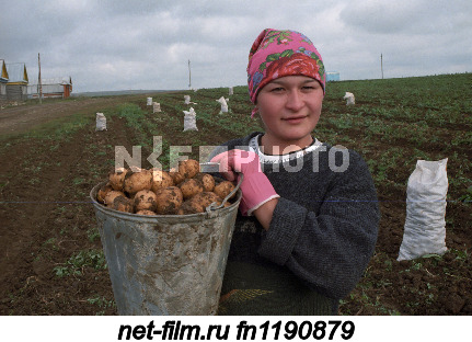 A resident of the Rybno-Slobodsky district during potato harvesting.