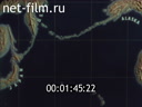 Film Report from the Aleutians. (1943)