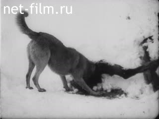 Footage Horrors of war. (1914 - 1915)