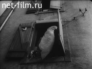 Footage Unknown French newsreels №21059. (1940)