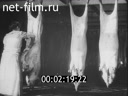 Footage Modern slaughterhouse. (1910 - 1919)