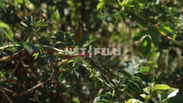 Dragonfly sitting on the branch of a Bush.
Berry bushes, foliage, wind, Sunny weather. Dragonfly,...