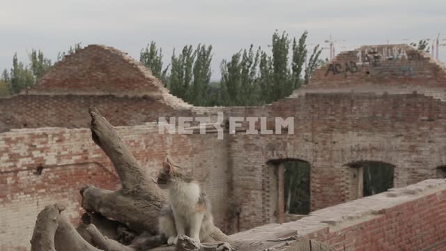 The cat sits on the roof of an abandoned building.
Rostov-on-don, Paramonov's warehouses, water,...