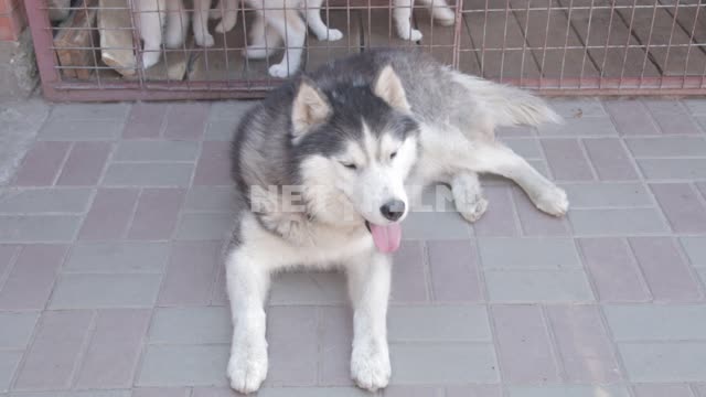 Husky in front of the cage with the puppies.
Husky, dog, Malamute, sled dog, puppy, puppies, cage,...
