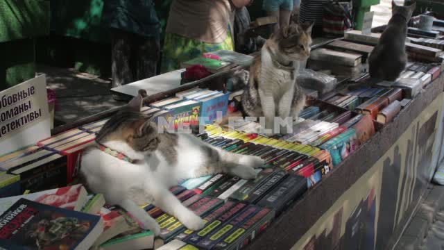 Коты лежат на книгах. Коты, кошки, книжный развал, книжная лавка, книги, лежать, сидеть Коты,...